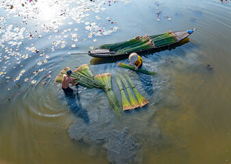 view of farmers harvest Lepironia articulata, Vietnamese name is Co bang. It is harvested by people...