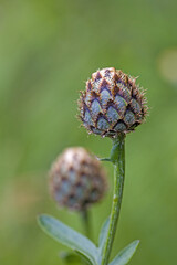 the closed scaly green-brown buds of basketflower with blurred light green background