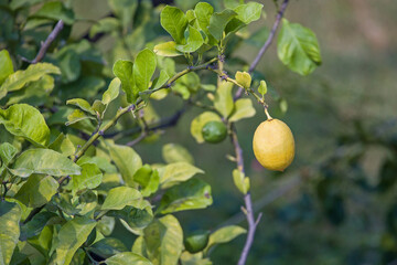 a ripe yellow lemon next to a green unripe lemon on the tree