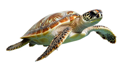 Fototapeta premium Sea Turtle Swimming, Isolated sea turtle on black background, Marine Wildlife.