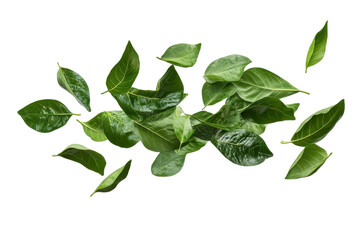 Fototapeta premium Scattered Green Leaves, Isolated green leaves on black background, Natural Elements.