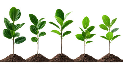 Plant Growth Stages, Five young plants growing in soil, Isolated on black background, Development Concept