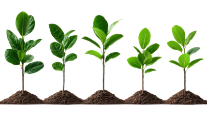 Plant Growth Stages, Five young plants growing in soil, Isolated on black background, Development Concept