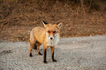 A wild fox came out on the road from the forest against the background of autumn trees