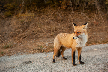 A wild fox came out on the road from the forest against the background of autumn trees