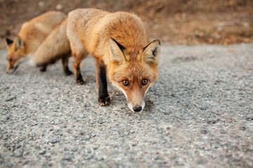 A wild fox came out on the road from the forest against the background of autumn trees
