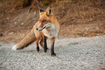 Fototapeta premium A wild fox came out on the road from the forest against the background of autumn trees