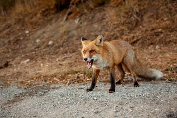 A wild fox came out on the road from the forest against the background of autumn trees