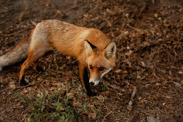 A wild fox came out on the road from the forest against the background of autumn trees