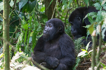 Mountain gorilla