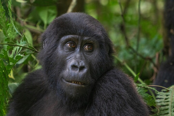 Obraz premium Mountain gorilla