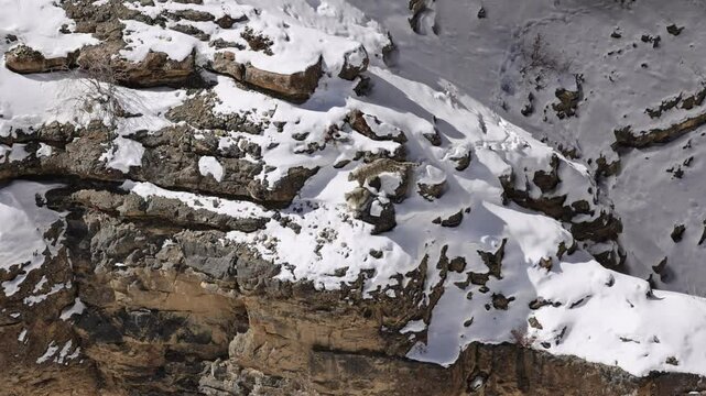 pair of Snow Leopards walking and climbing on cliffs in the Himalaya mountains