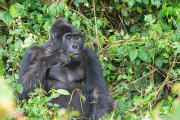 Mountain gorilla