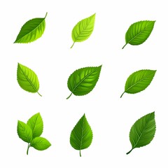 Set of icon green leaves icons on a white background. Vector illustration.