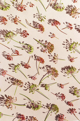 Autumn Pattern of dill flowers on light beige textured paper, botanical still life flowering dill, spicy herb fennel, shadows from sunlight, flat lay of natural plant dill seeds, food patterns