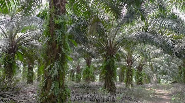 Slow motion view of palm oil tree plantation