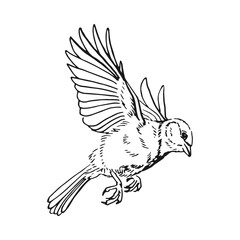 Titmouse. Flying bird. Hand drawn vector illustration.