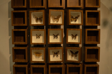 Rare and colorful butterfly collection specimens in a box © WarnaDunia
