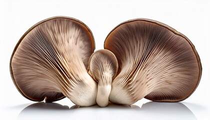 oyster mushroom isolated from the white background.