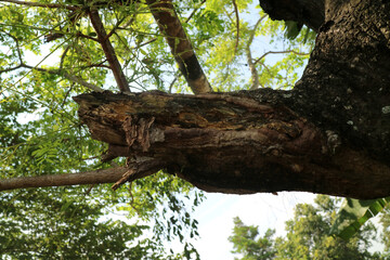 A tree with a very large main trunk and branches. Photographed during the day