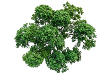 Fototapeta premium Aerial view of a single woodland tree, perfect for eco-friendly designs on a transparent background