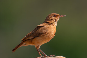 Rufous Hornero (Furnarius rufus), João-de-barro