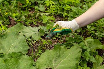 Man in gardening gloves pulls out weeds from garden bed. Manual weed removal