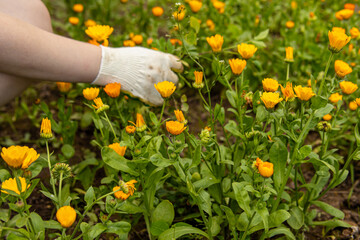Gardener in gloves takes care of flower bed with calendulas. Soft focus