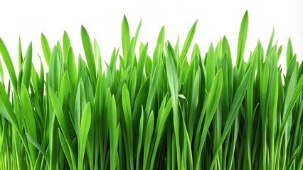 Obraz premium Vibrant green grass blades stretch upwards from the foreground, isolated against a pure white background, creating a clean and natural visual element for design and composition.