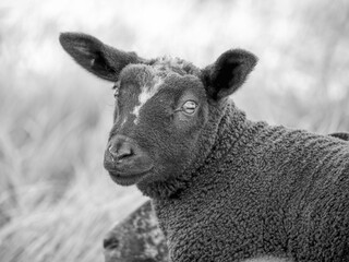 Fototapeta premium The black sheep has a large, white patch on its forehead. Its dark eyes stare directly at the viewer. A blurry, white background suggests a barn or fence.