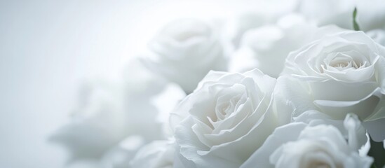 Obraz premium Soft White Roses Close Up