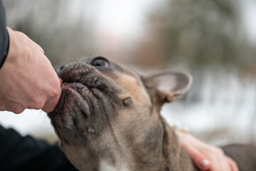Portrait of a beautiful ten year old girl with a dog.