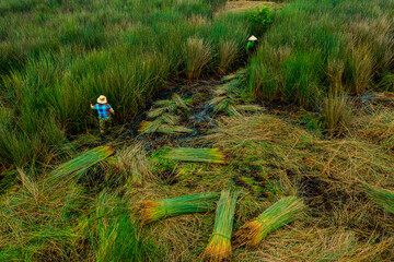 view of farmers harvest Lepironia articulata, Vietnamese name is Co bang. It is harvested by people...