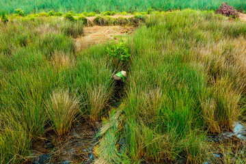 view of farmers harvest Lepironia articulata, Vietnamese name is Co bang. It is harvested by people...