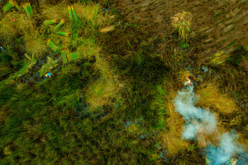 view of farmers harvest Lepironia articulata, Vietnamese name is Co bang. It is harvested by people...