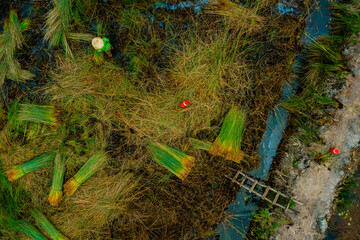 view of farmers harvest Lepironia articulata, Vietnamese name is Co bang. It is harvested by people...