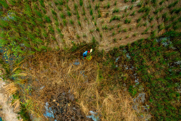 view of farmers harvest Lepironia articulata, Vietnamese name is Co bang. It is harvested by people...