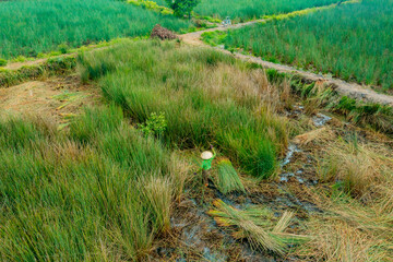 view of farmers harvest Lepironia articulata, Vietnamese name is Co bang. It is harvested by people in the Mekong Delta to make handicraft products.