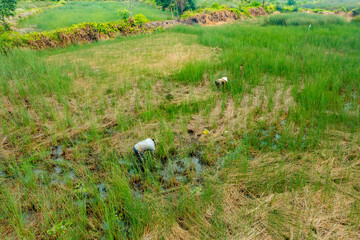 view of farmers harvest Lepironia articulata, Vietnamese name is Co bang. It is harvested by people...