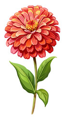 Vibrant Zinnia Flower With Green Leaves Illustration - Colorful illustration of a vibrant red zinnia flower with lush green leaves. Perfect for botanical designs and floral decorations.