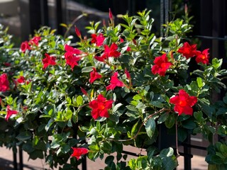 Beautiful Mandevilla sanderi red flowers ornamental plant
