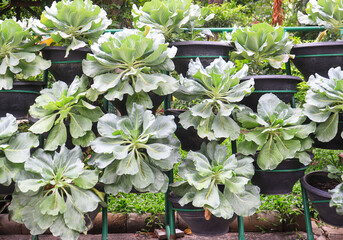 flowers in the garden cabbage