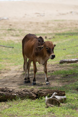 A cow standing near the beach and looking for grass