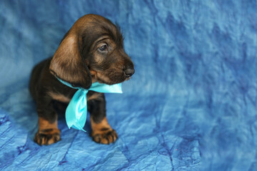 A puppy of the long-haired dachshund breed on a blue background, age 1 month