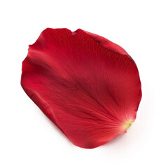 Red Rose Petal Isolated on a Transparent Background