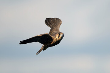 Peregrine falcon (Falco peregrinus)