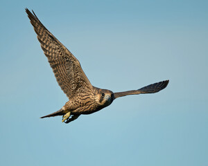 Peregrine falcon (Falco peregrinus)