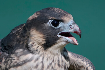 Peregrine falcon (Falco peregrinus)