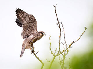 Peregrine falcon (Falco peregrinus)