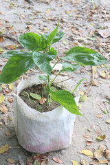 Carolina Reaper plant seedling on farm